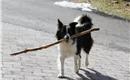 Bordercollie-Hündin Bella