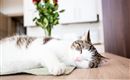 A sweet cat is sleeping peacefully on a table. In the background, fresh red roses are in a vase.