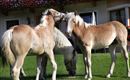 Three horses are standing on a green meadow. Two of them seem to greet each other, while the third horse is standing in the background.