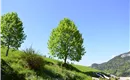 der Lindenbaum spendet Schatten im Sommer