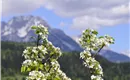 die Obstblüte im Frühling