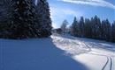 A snowy landscape with tall pine trees and a clear sky in the background. Ski tracks lead through the fresh snow to a small house.