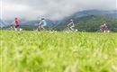 A group of cyclists rides through a green landscape. In the background, mountains and a cloudy sky can be seen.