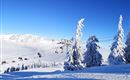 Eine schneebedeckte Berglandschaft mit verschneiten Bäumen und einem klaren blauen Himmel. Im Hintergrund sind Skilifte zu sehen.