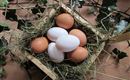 Eier