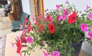 Eingang mit Blumen 2020-08