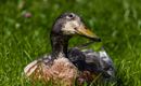 Ente Traudi