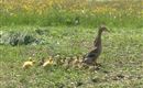 Entenfamilie auf der Nachbarwiese