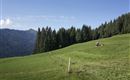 Flecklhof_beim Mähen