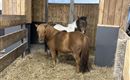 Flocky und Daisy (kein Reiten)