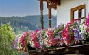 Een prachtige balkon met kleurrijke bloemen in paars, roze en wit. Op de achtergrond zijn groene bergen te zien.