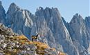 Gämse am Wilden Kaiser