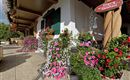 Gästehaus Auer Thiersee unser Blumenschmuck
