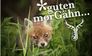 GutenMorgen-Fuchs