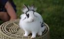 Hase