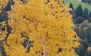 A single tree with vibrant yellow leaves in front of a green landscape. The colors clearly indicate autumn.