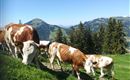 Hintergrund Hohe Salve