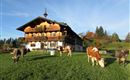 Hirschbühelhof mit Kühen auf der Weide