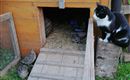 A black and white cat is sitting next to a small chicken coop. In front of the coop, some birds can be seen standing on the ground.