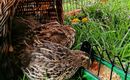 Two quails are feeding each other in a cage. They are hidden under a basket and surrounded by green grass.