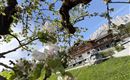 A blooming apple tree branch in front of a picturesque background. In the background, there is a meadow and a typical Alpine house.