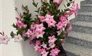 Ein großer Topf mit rosa Blüten steht an einer Treppe. Die Blumen sind üppig und verleihen dem Raum einen freundlichen Eindruck.