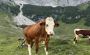 A cow stands on a green meadow in the Alps. In the background, impressive mountain peaks can be seen.