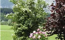 Jasmin mit Buchacker