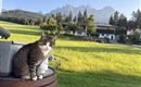 A cat is sitting on a barrel in a green meadow. In the background, there are mountains and a beautiful farmhouse.