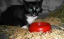 Katze