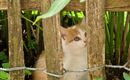 Katze