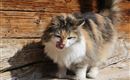 Katze Biene
