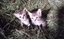 Katzen
