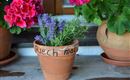 Herbs