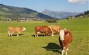 Kühe vorm Bauernhof