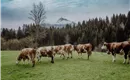 Kuhlinarik Cows