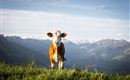 Eine Kuh steht auf einer grünen Wiese mit Bergen im Hintergrund. Der Himmel ist klar und die Landschaft ist malerisch.