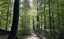 Naheliegender Wald