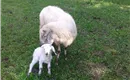 Oberseebach Scheffau Tiere