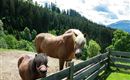 "Pino" und "Fiona"