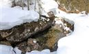 Rettensteinhuette_Winter_Grotte