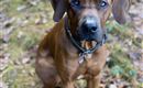 Ridgeback Anton