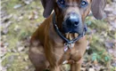 Ridgeback Anton