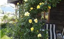 Rosen im Juni