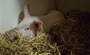 Schwein