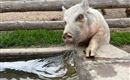 Schwein
