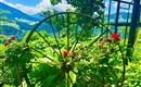Sommer Garten Hinting