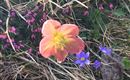 Sommerimpressionen