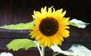 Sonnenblume