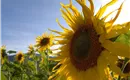 Sonnenblume am Wilden Kaiser